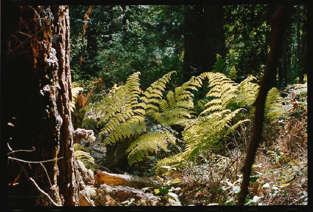 Sunlight filters through a dense forest, illuminating vibrant green ferns and surrounding vegetation.
