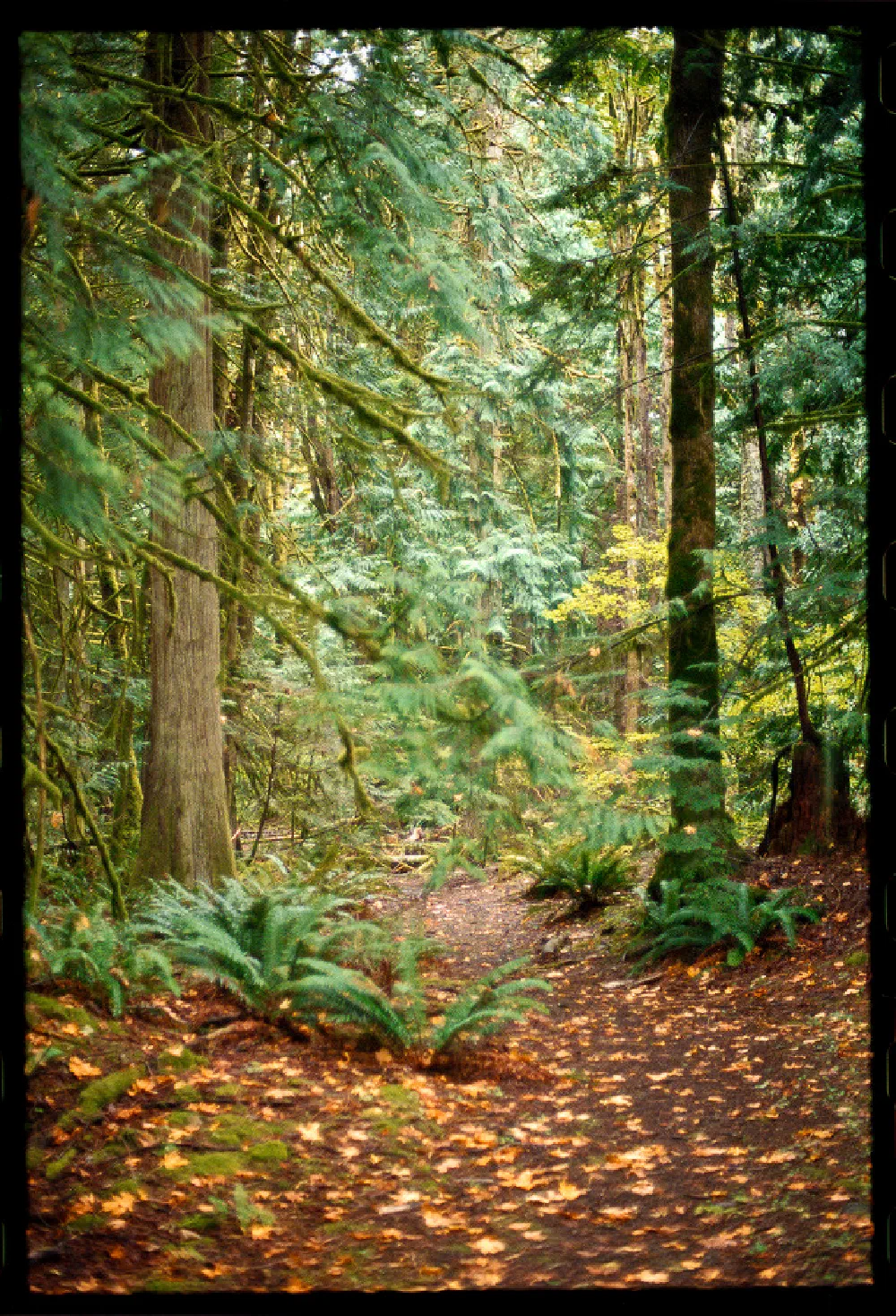 A forest path covered with fallen leaves winds through tall trees and lush green ferns.
