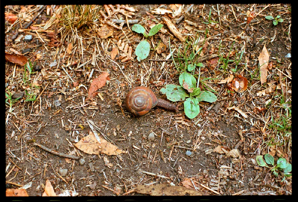 A small snail with a brown shell is crawling on soil surrounded by dry leaves, twigs, and green plants.