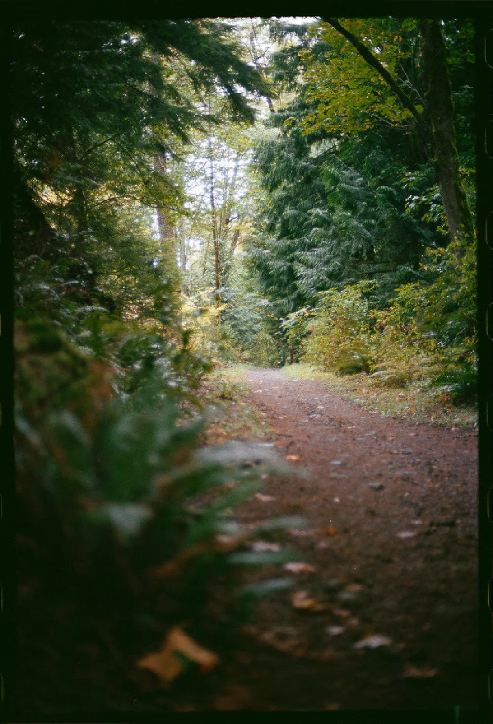 A serene dirt path winds through a lush forest with green trees and foliage on either side.