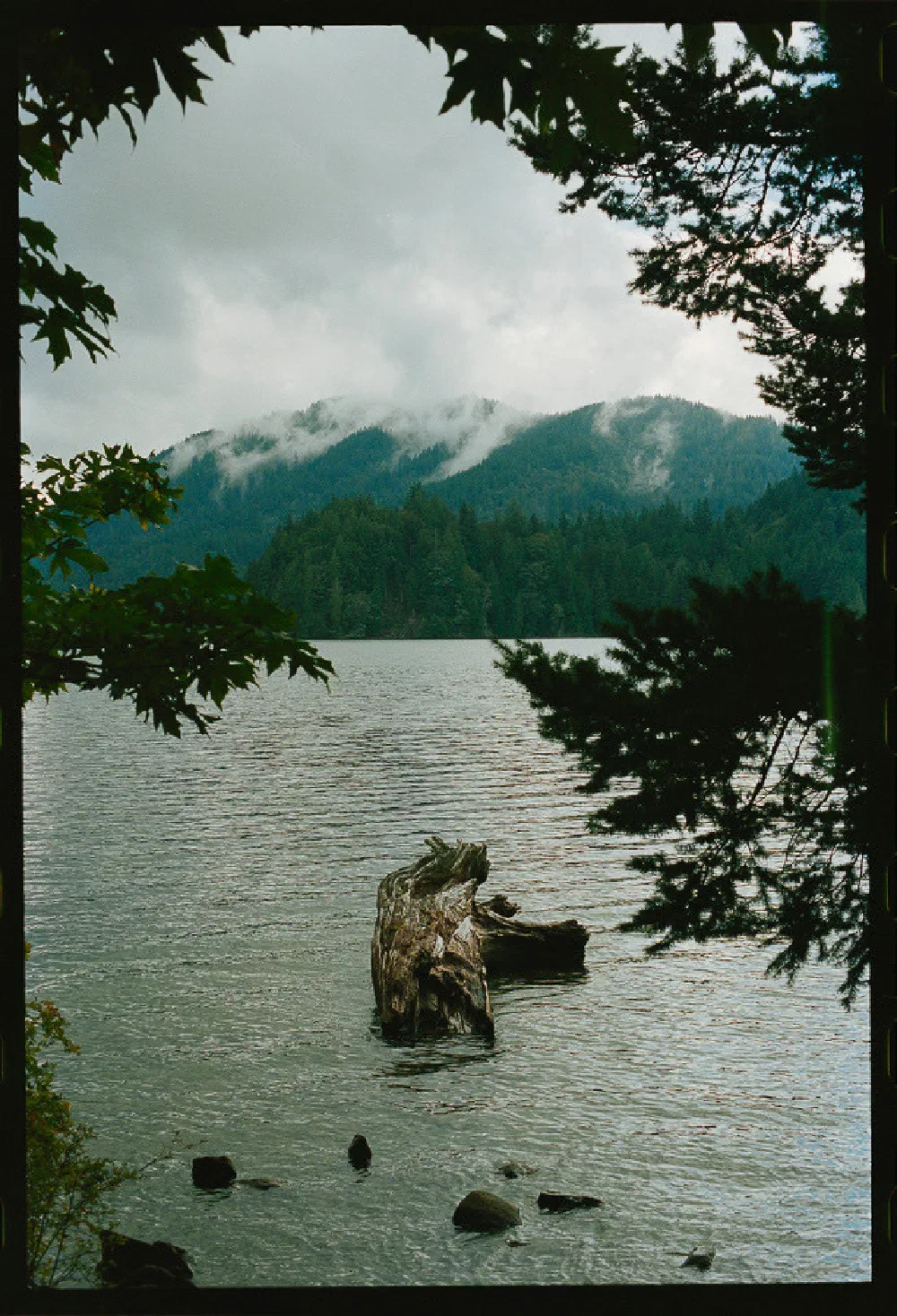 A peaceful lake scene is framed by tree branches with a partially submerged log in the water and mist-covered forested mountains in the background.