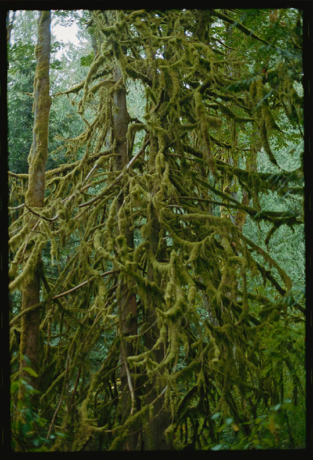 A tall tree covered in thick green moss stands amidst a dense forest with other trees in the background.