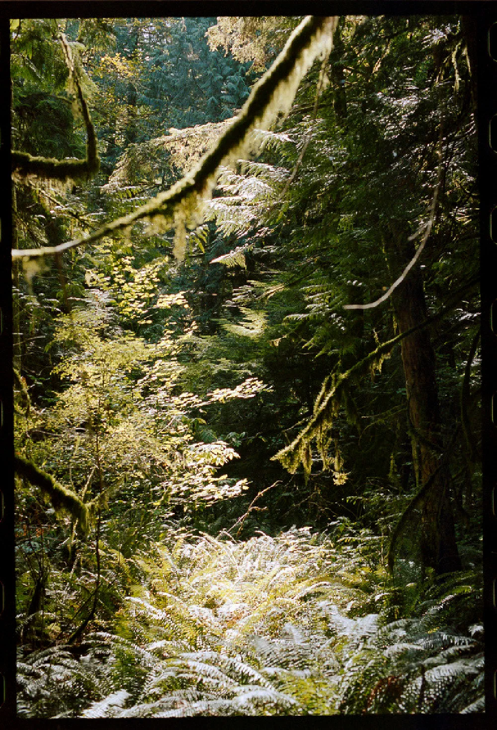 Sunlight filters through dense foliage and moss-covered branches in a lush forest setting.