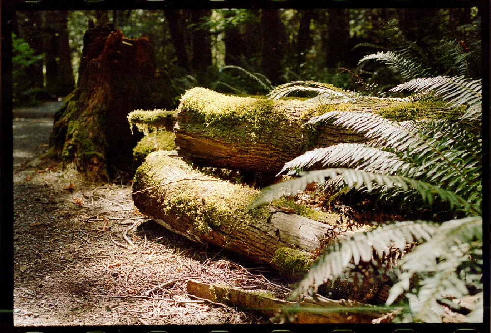 Sunlight filters through the forest canopy, illuminating moss-covered fallen logs and surrounding ferns on the forest floor.