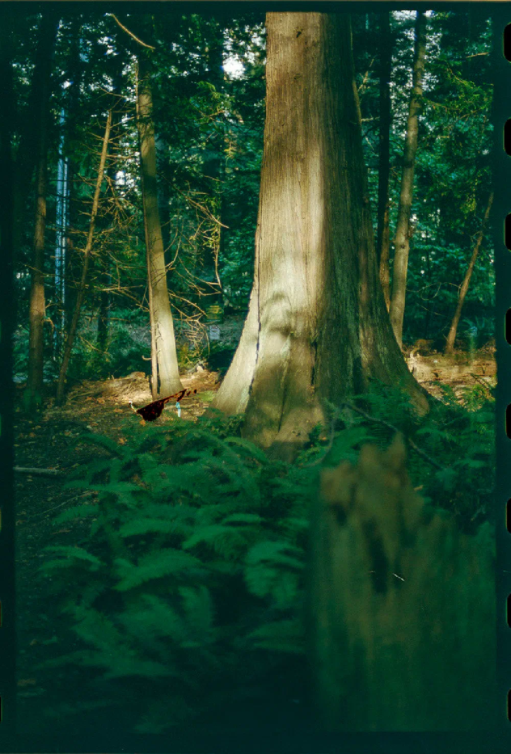 Tall trees with thick trunks stand amidst a dense forest floor covered in green ferns and scattered sunlight.