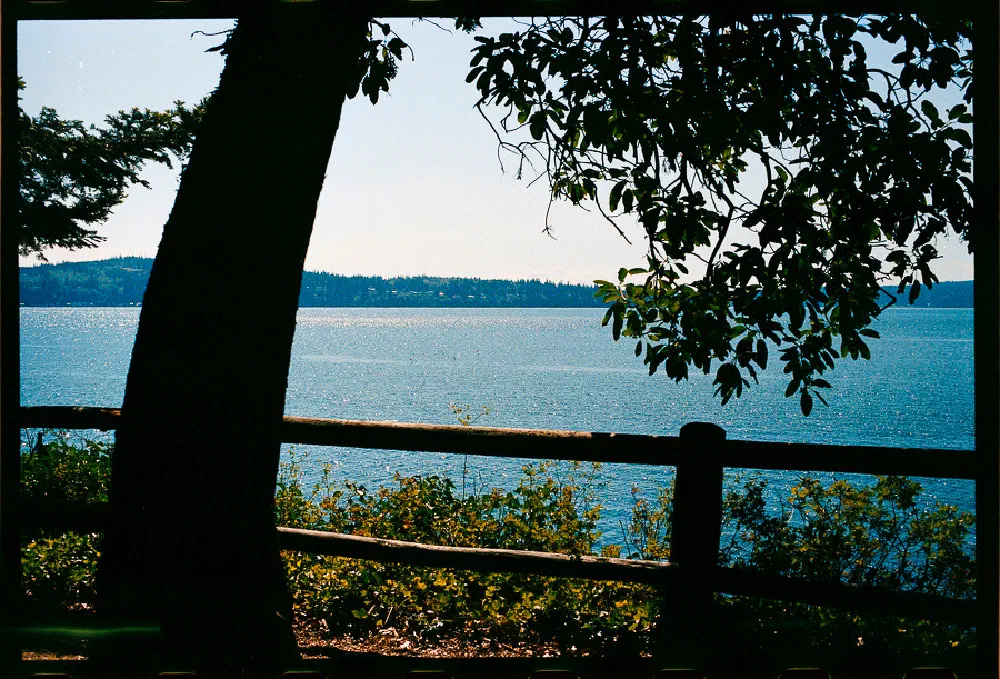 A tranquil lake is viewed through the silhouette of tree branches and a wooden fence.