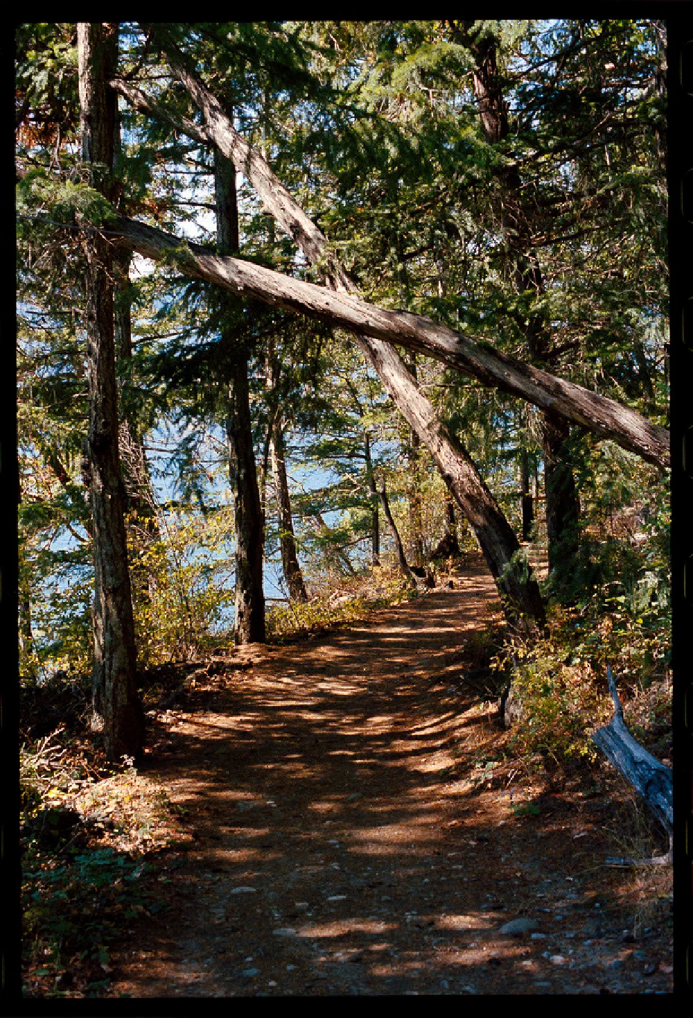 A sunlit forest path winds through tall trees with a fallen tree leaning diagonally across the trail.