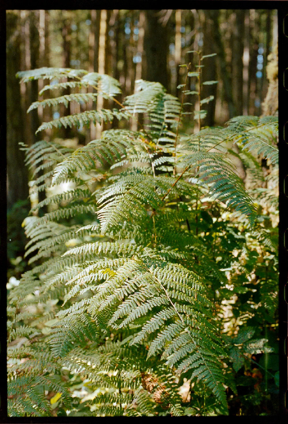 A cluster of green fern leaves is illuminated by sunlight in a forest setting.