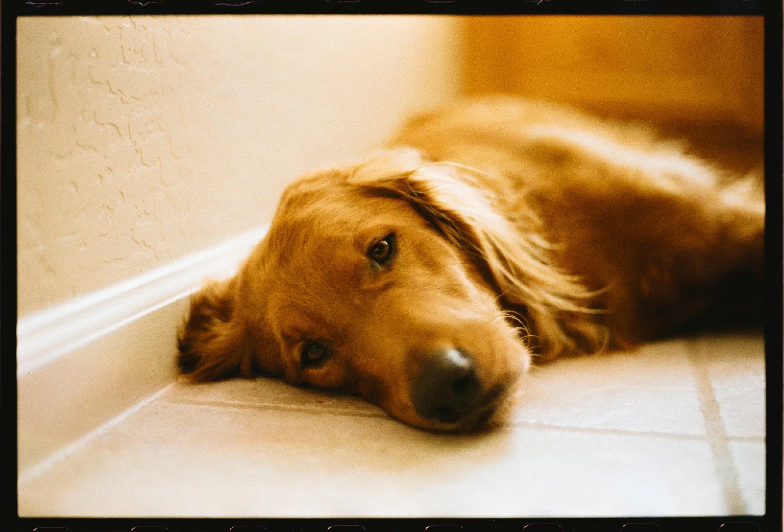 A golden retriever is lying down on a tiled floor, resting its head near a wall.
