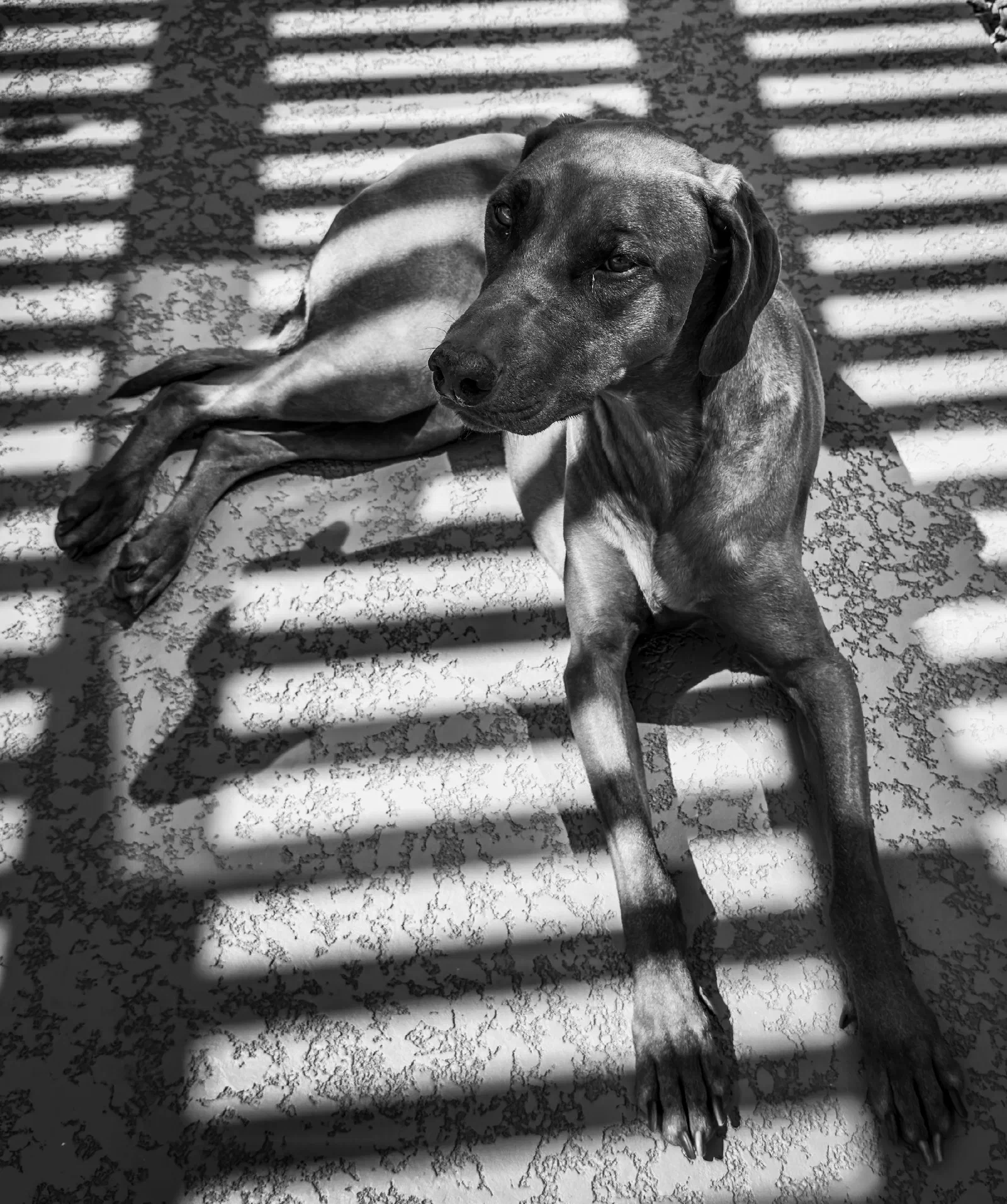 A dog is lying down on a textured floor with shadows of horizontal blinds creating striped patterns across its body.